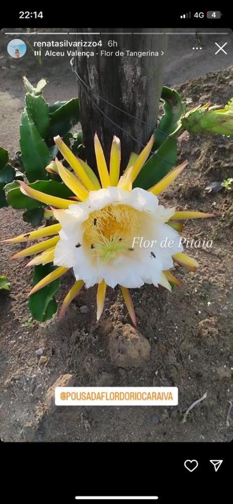 Pousada Flor Do Rio Caraíva Exteriör bild